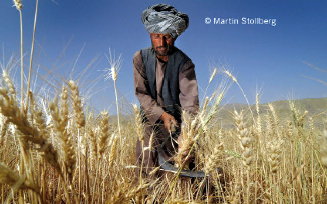 تاثیر کشاورزی  بر رشد اقتصاد افغانستان